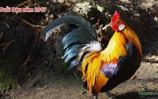 Vận mệnh tuổi DẬU năm 2017, tình duyên sự nghiệp thuận lợi NHƯNG đặc biệt chú ý vấn đề SỨC KHỎE