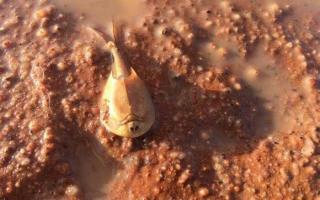 Sinh vật 'ngoài hành tinh' xuất hiện ở Úc sau cơn mưa lớn