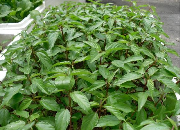 Lợi ích của rau đay với sức khỏe