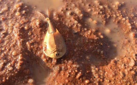 Sinh vật 'ngoài hành tinh' xuất hiện ở Úc sau cơn mưa lớn